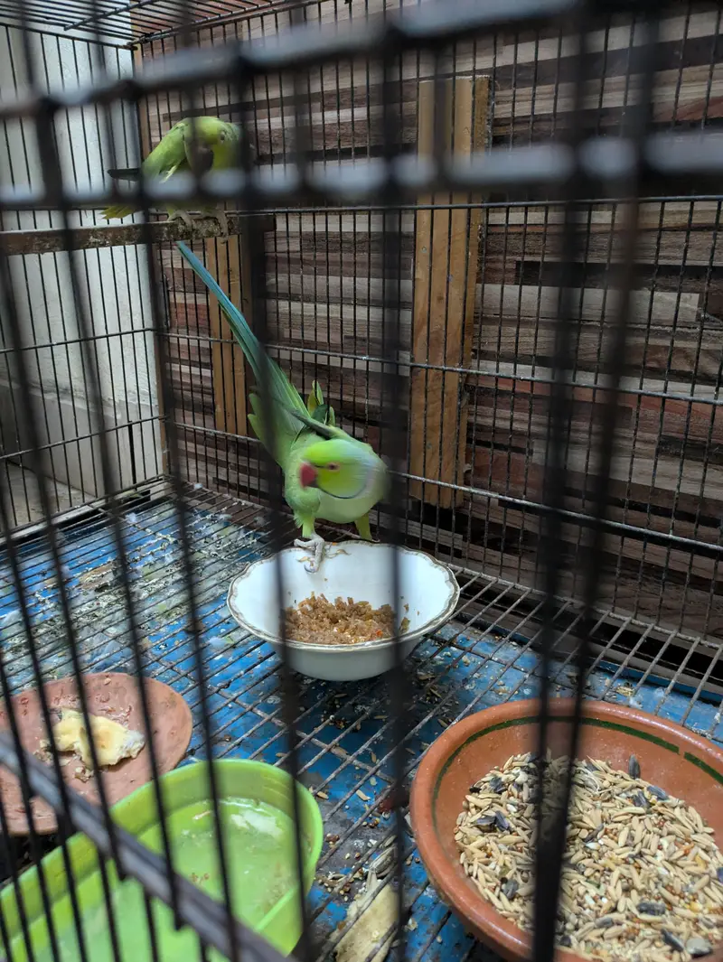 Original Breed — photo 4