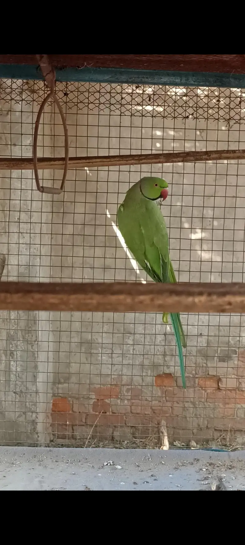 Ringneck full breeder male for sale