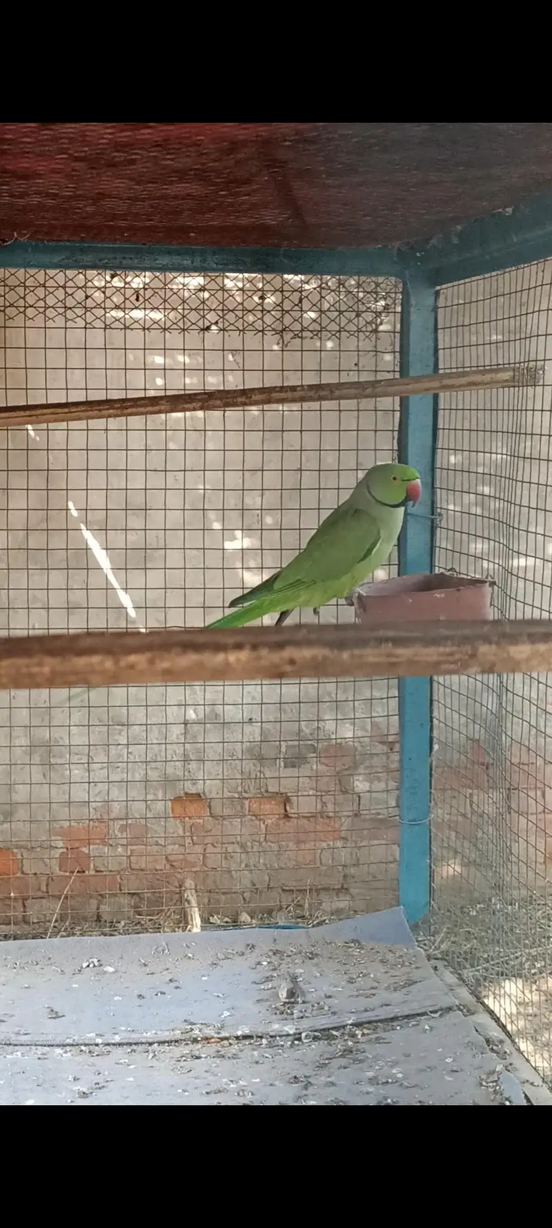 Ringneck full breeder male for sale — photo 2
