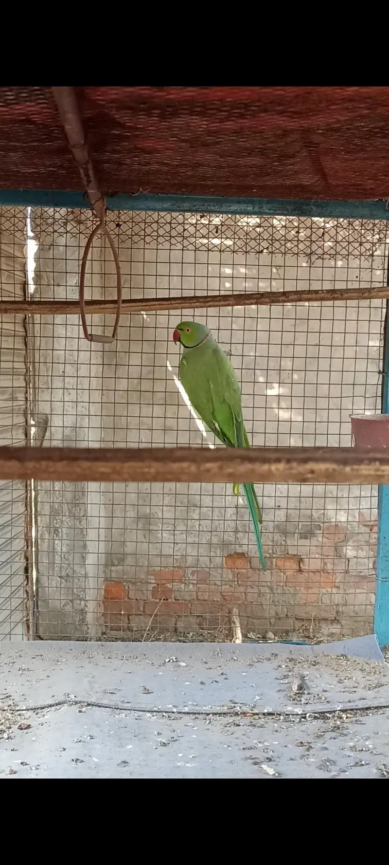 Ringneck full breeder male for sale — photo 3
