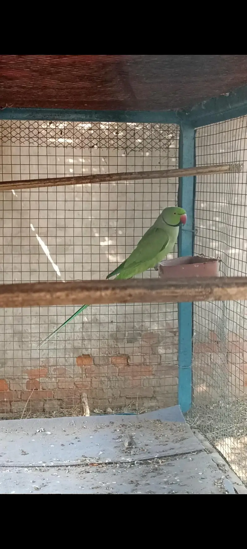 Ringneck full breeder male for sale — photo 4