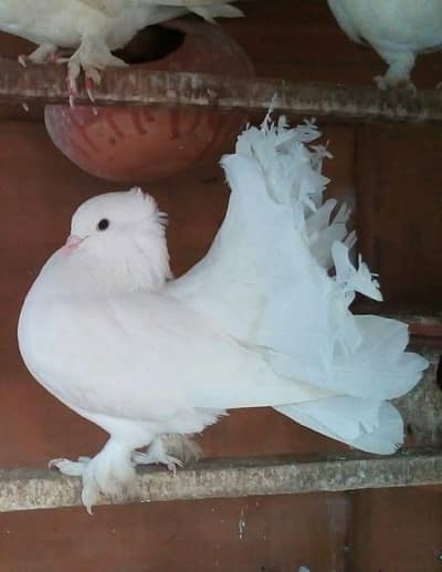 Fintail Lucky Kabotar for Sale