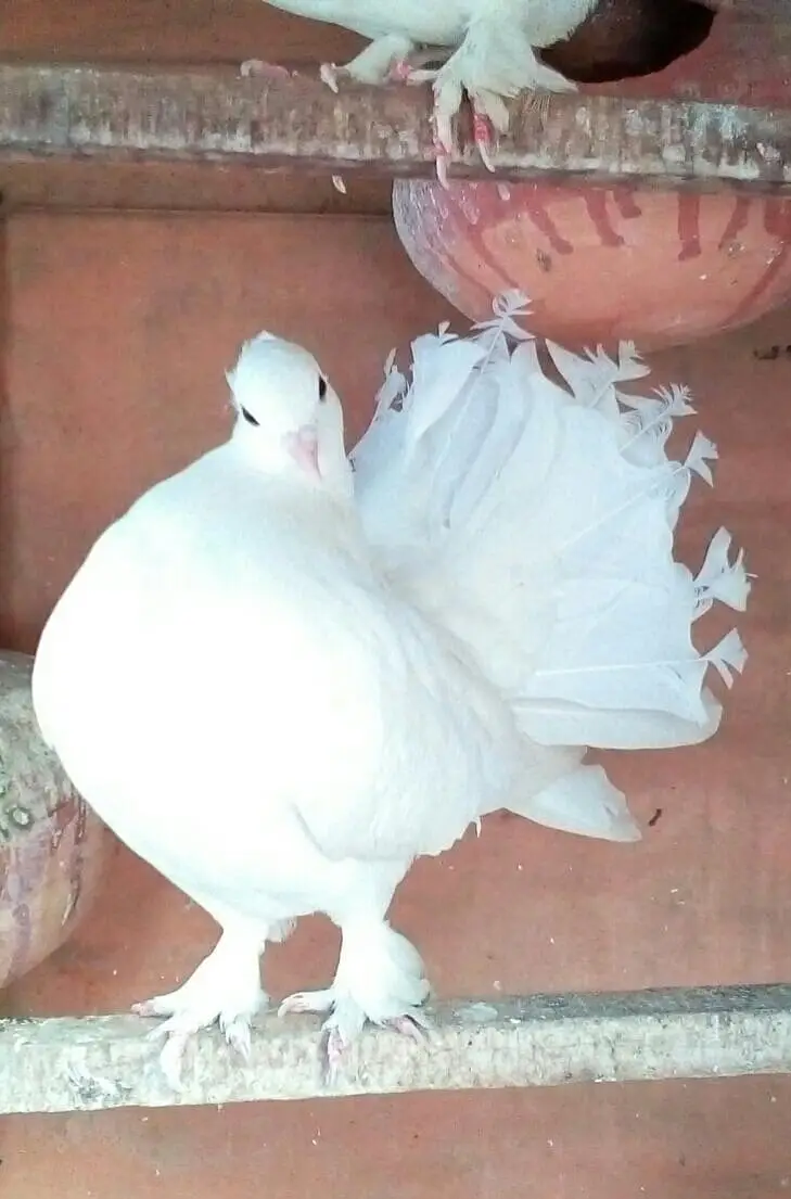 Fintail Lucky Kabotar for Sale — photo 2
