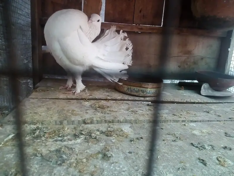 Fintail Lucky Kabotar for Sale — photo 3