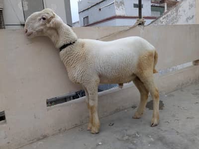 Mundra Dumba