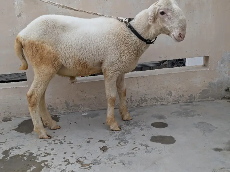 Mundra Dumba — photo 2