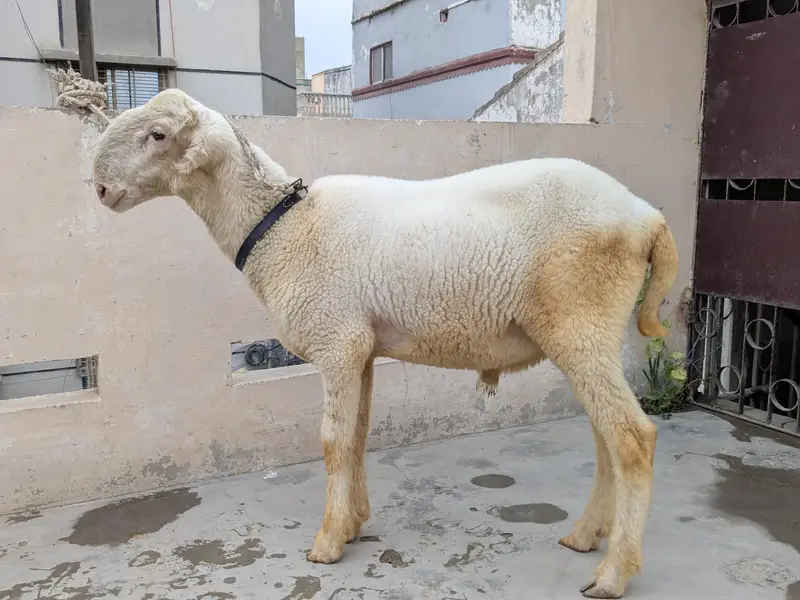 Mundra Dumba — photo 6
