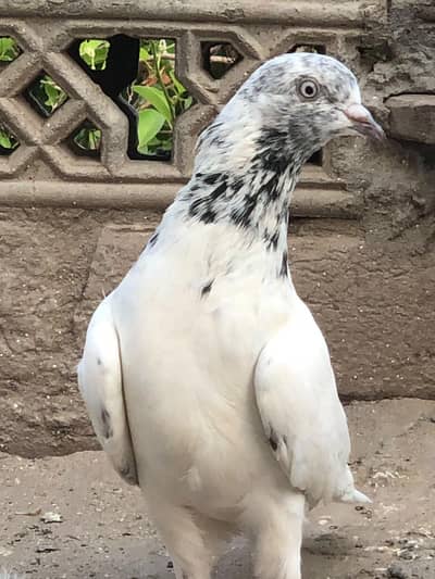 Aseel pigeon