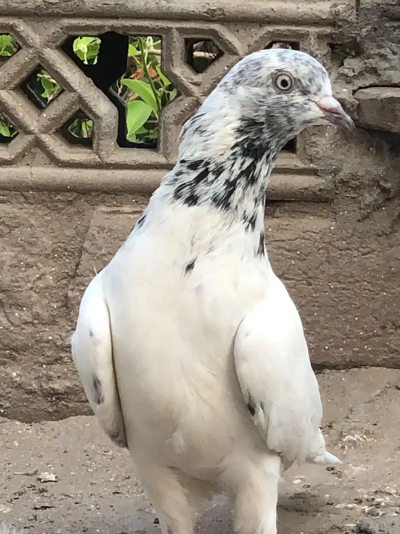 Aseel pigeon