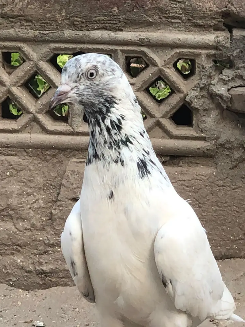 Aseel pigeon — photo 2