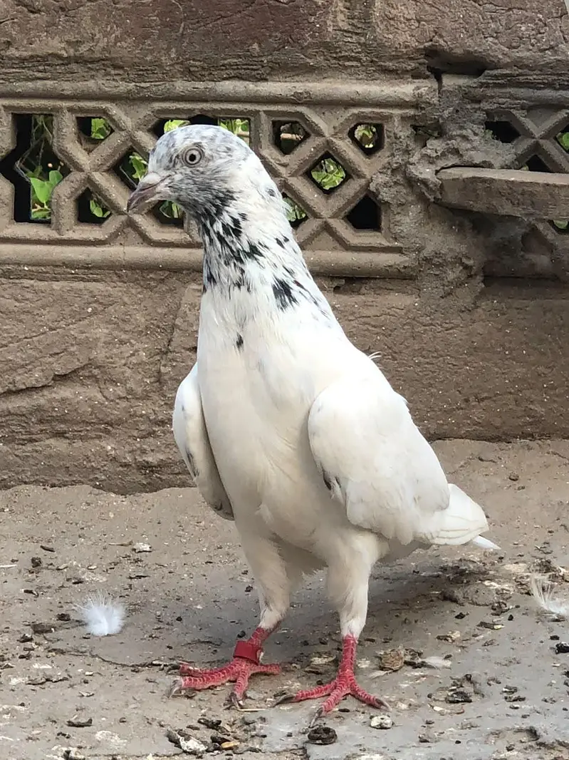 Aseel pigeon — photo 3