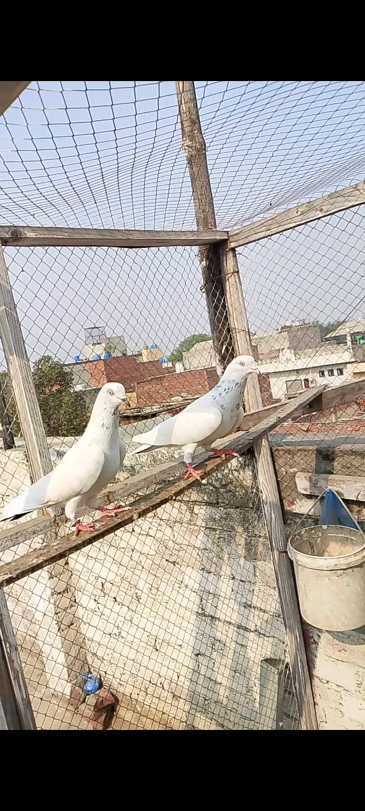 Dab wala 2
