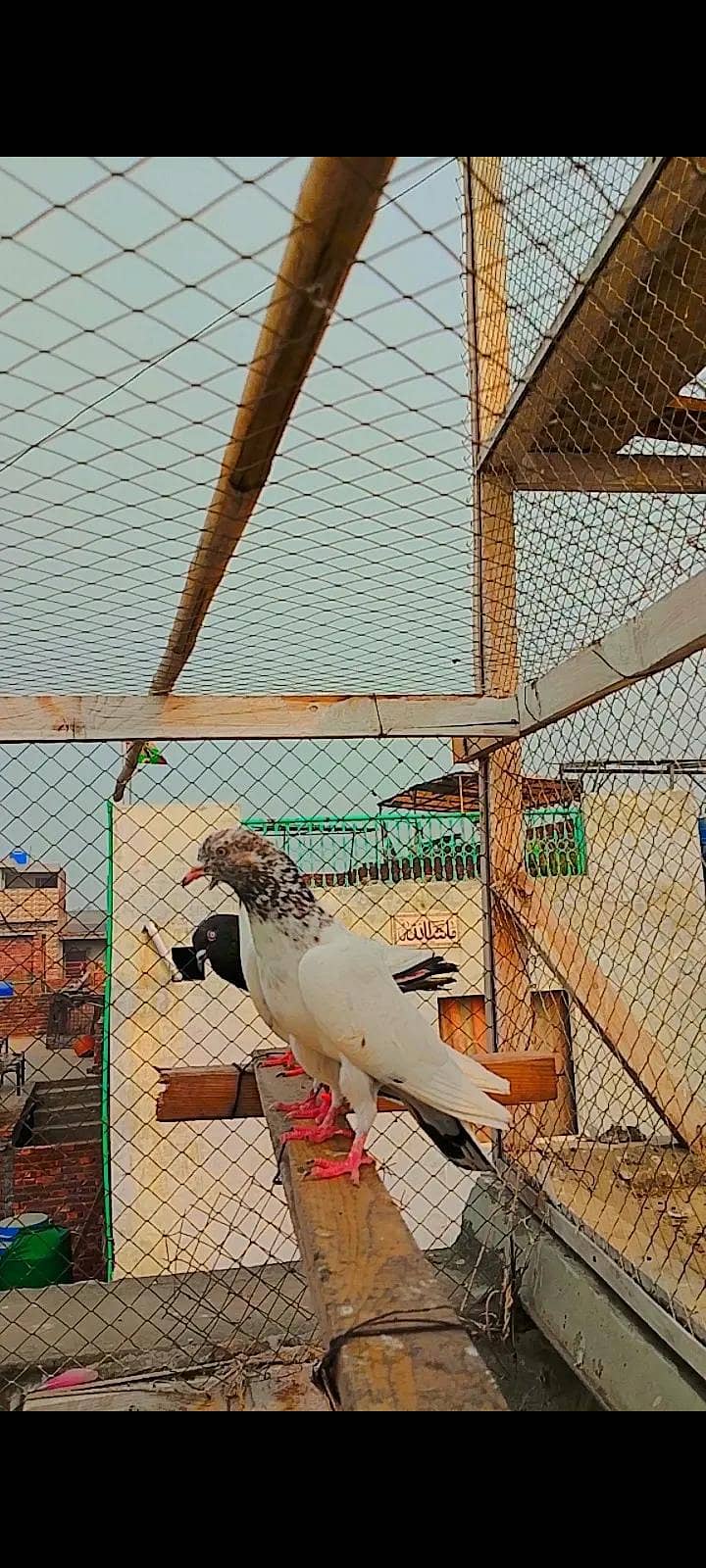 Dab wala 3