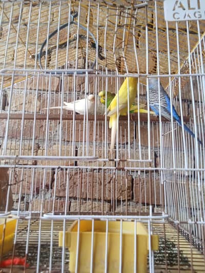 Australia parrots