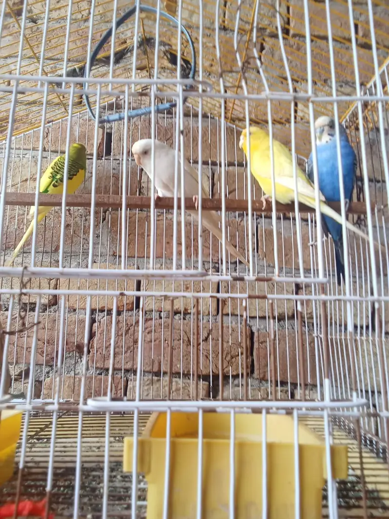 Australia parrots — photo 2
