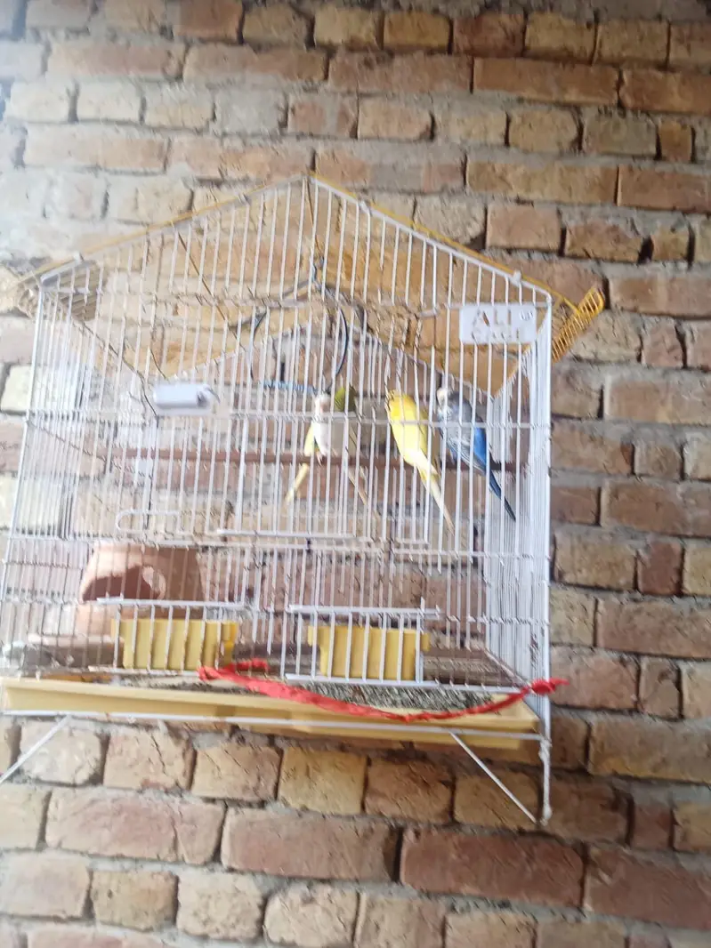 Australia parrots — photo 3