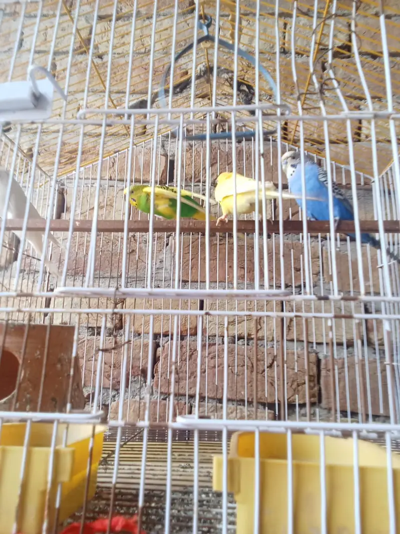Australia parrots — photo 4