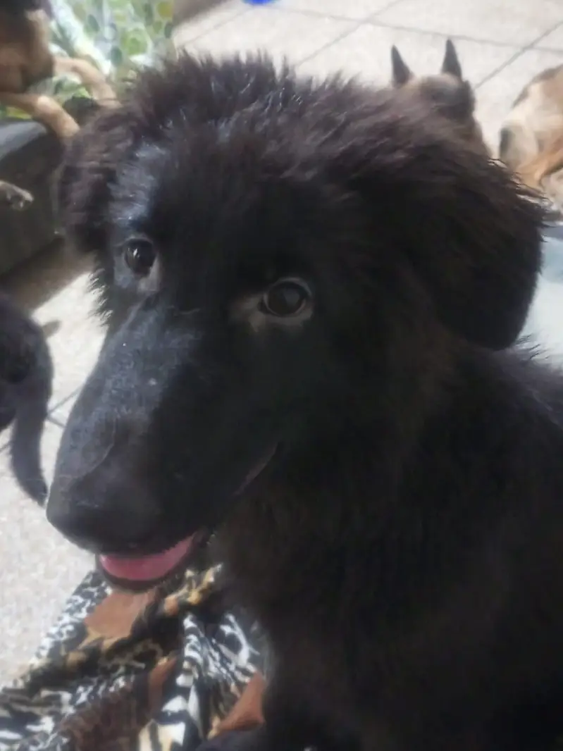 Black German shepherds , long coated — photo 3