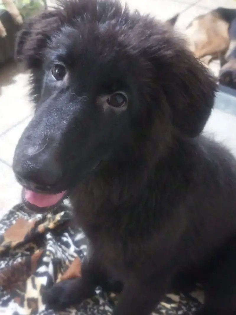 Black German shepherds , long coated — photo 5