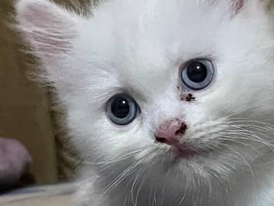 Persian male cat