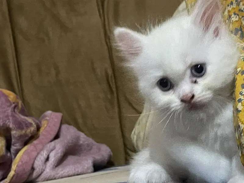Persian male cat — photo 2