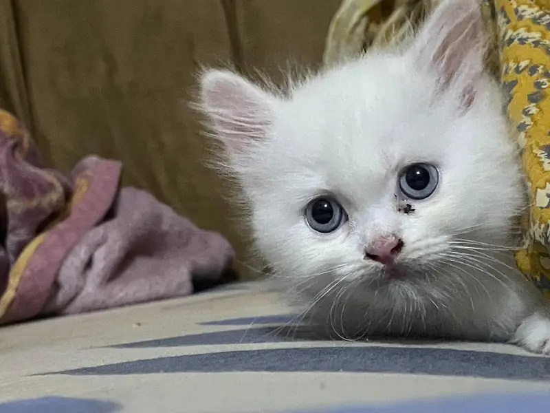 Persian male cat — photo 3