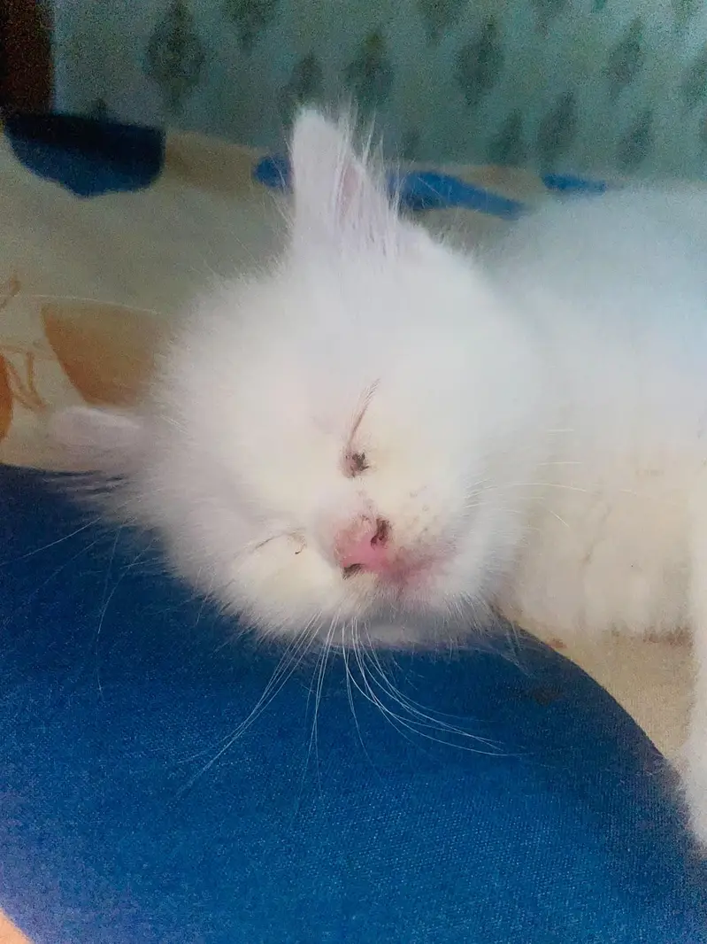 Persian male cat — photo 4