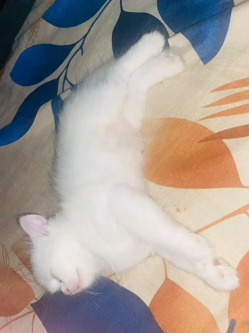 Persian male cat — photo 5