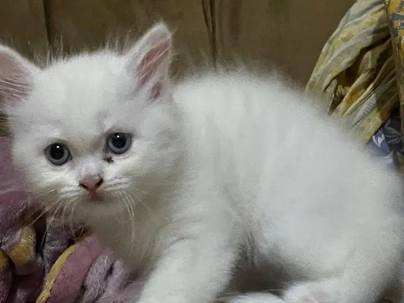 Persian male cat — photo 6