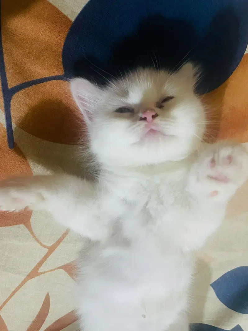 Persian male cat — photo 7