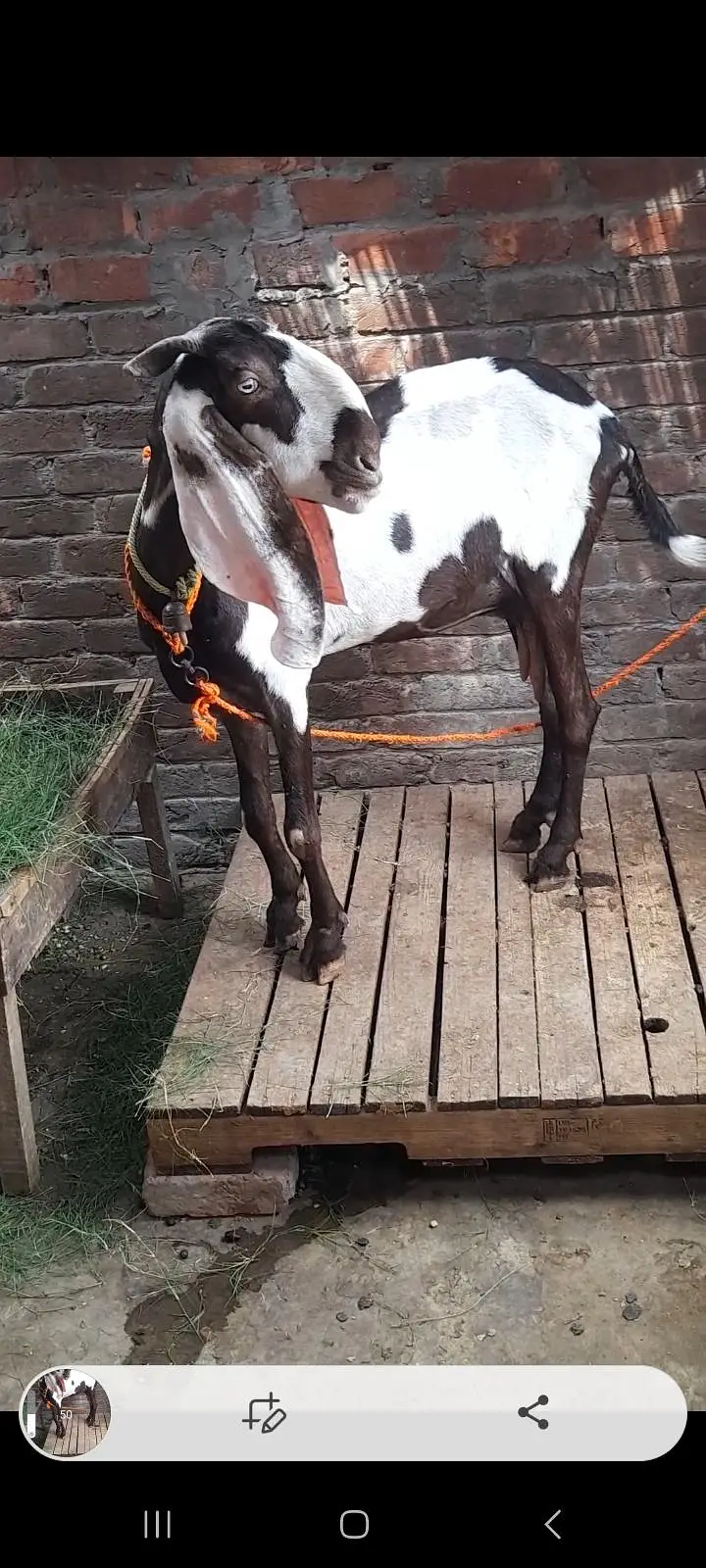 dasi bital bakri gaban — photo 3