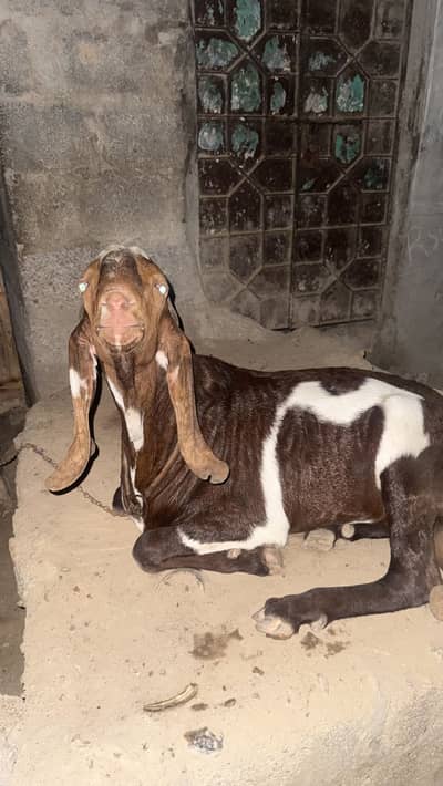 Bakra