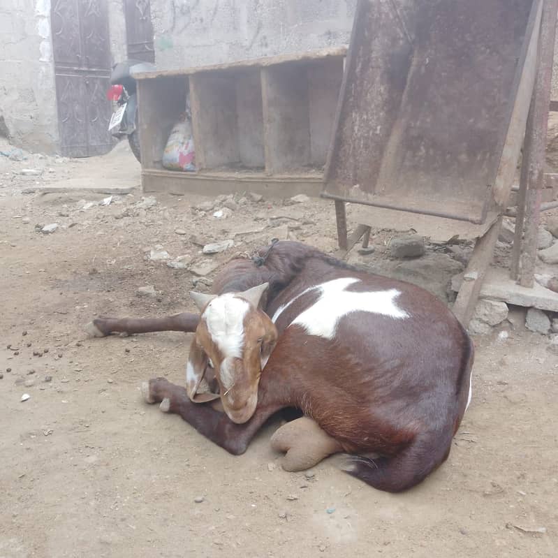 Bakra 1