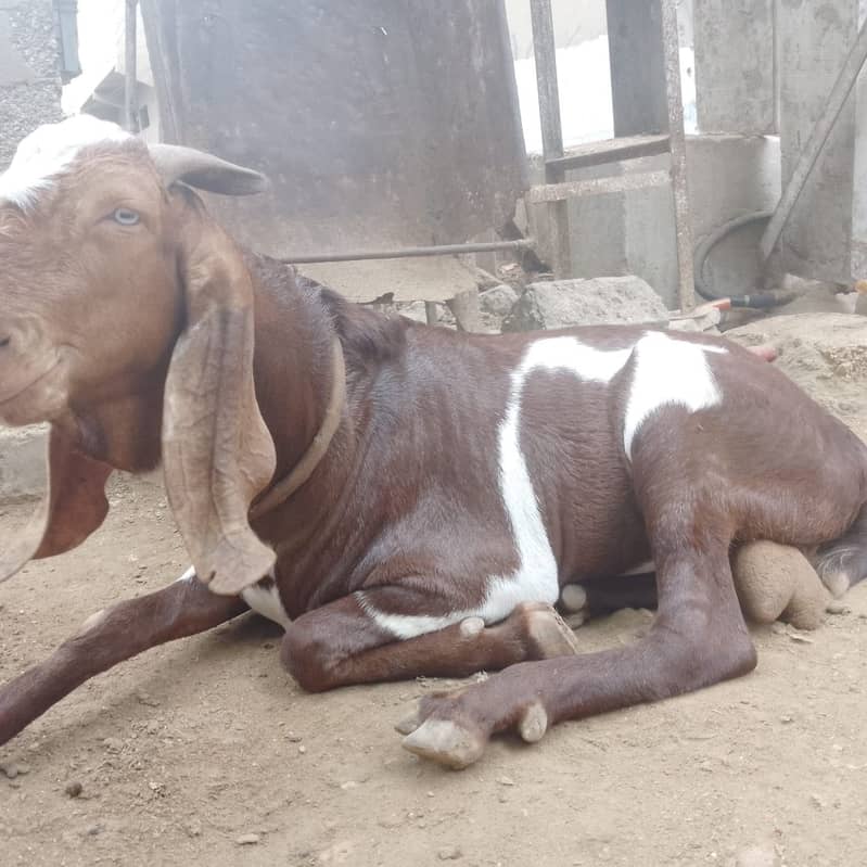 Bakra 2