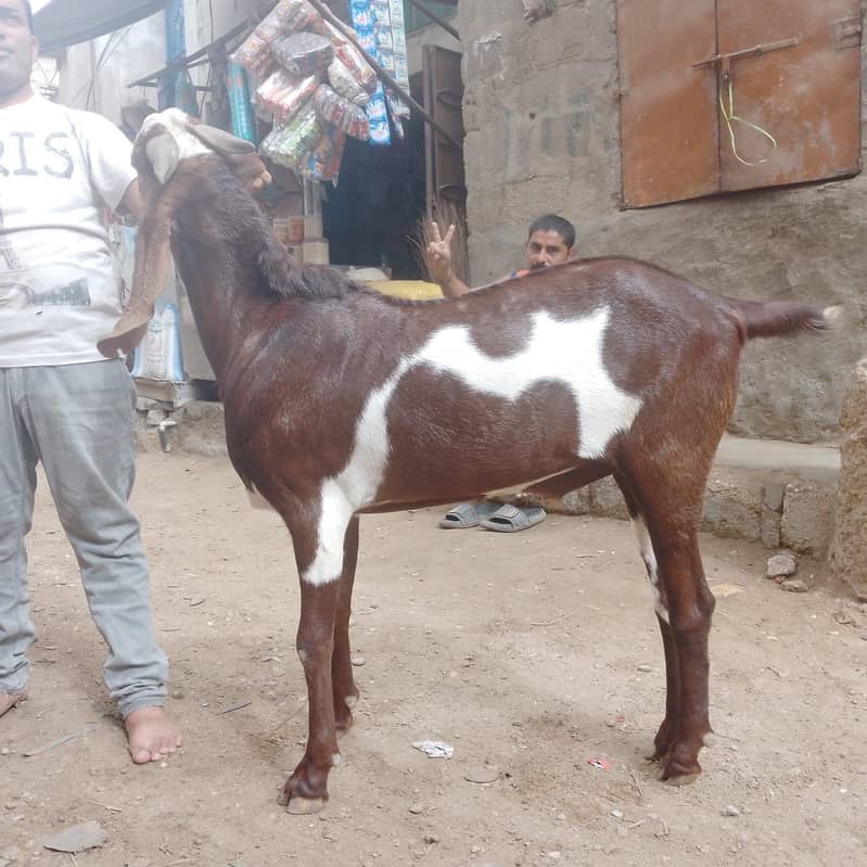 Bakra 3