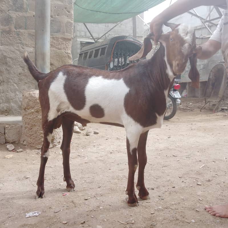 Bakra 4