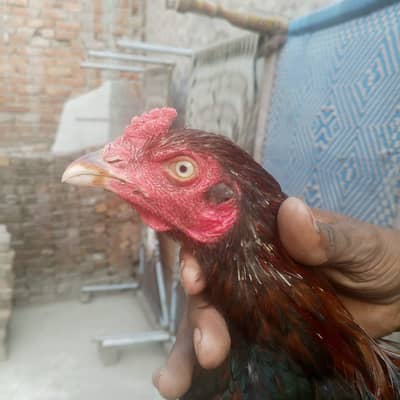 aseel murga
