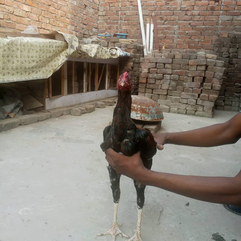 aseel murga 1