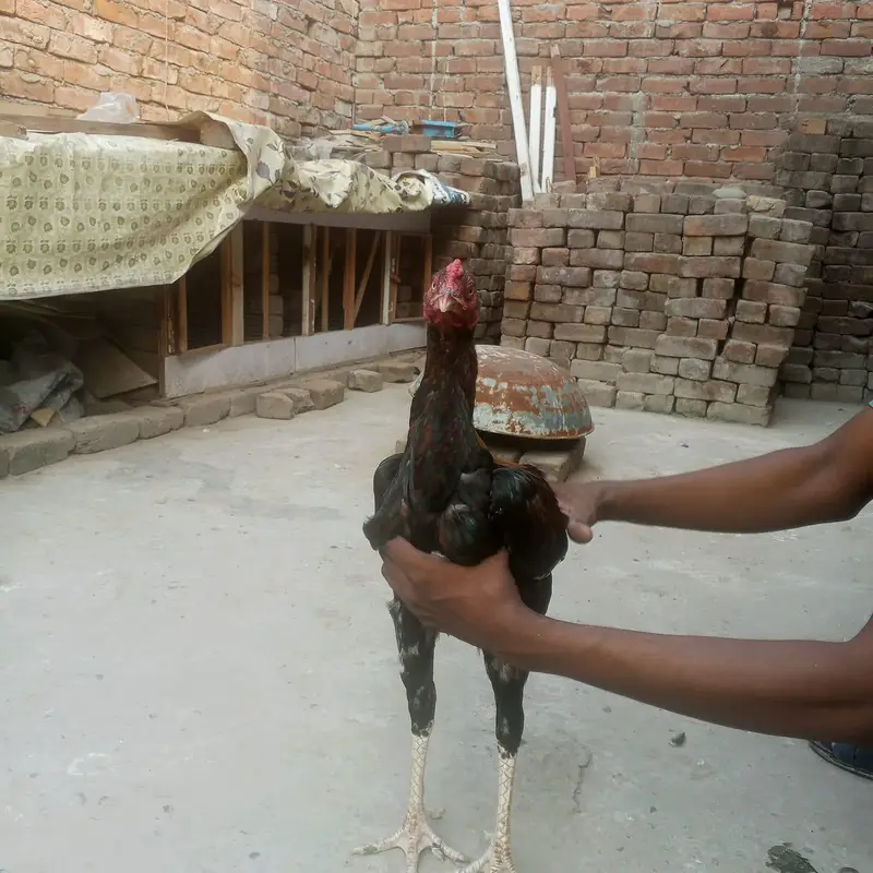 aseel murga — photo 2