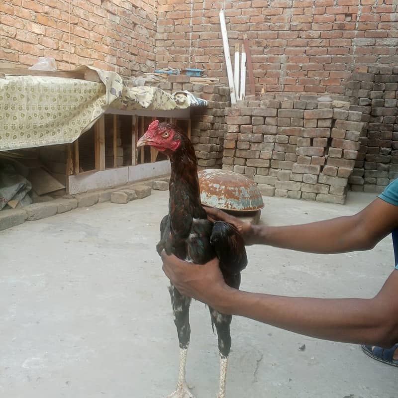 aseel murga 2