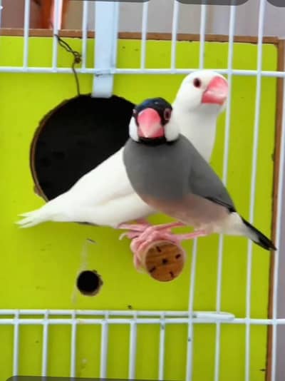 masallah say helthey and active pear for sale