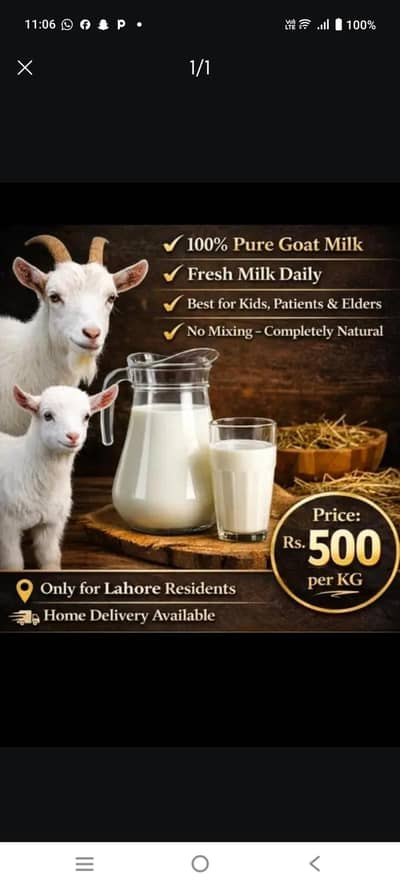 بکری کا خالص دودھ دستیاب ہے بغیر پانی کے بغیر پاؤڈر کے