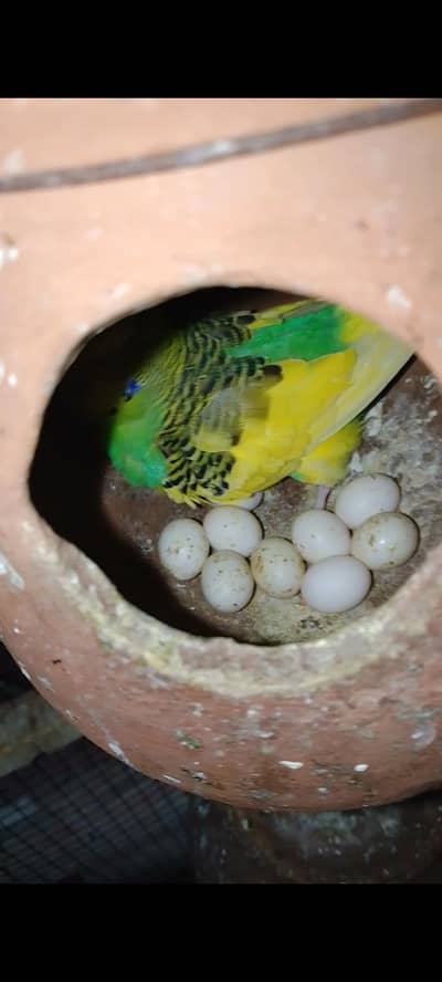 Budgies For Sale Urgent Read add and different price of All Pairs