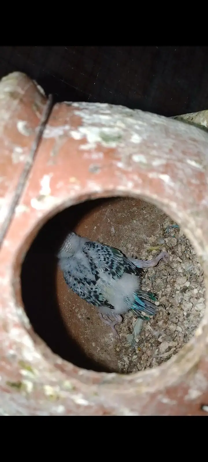 Budgies For Sale Urgent Read add and different price of All Pairs — photo 2
