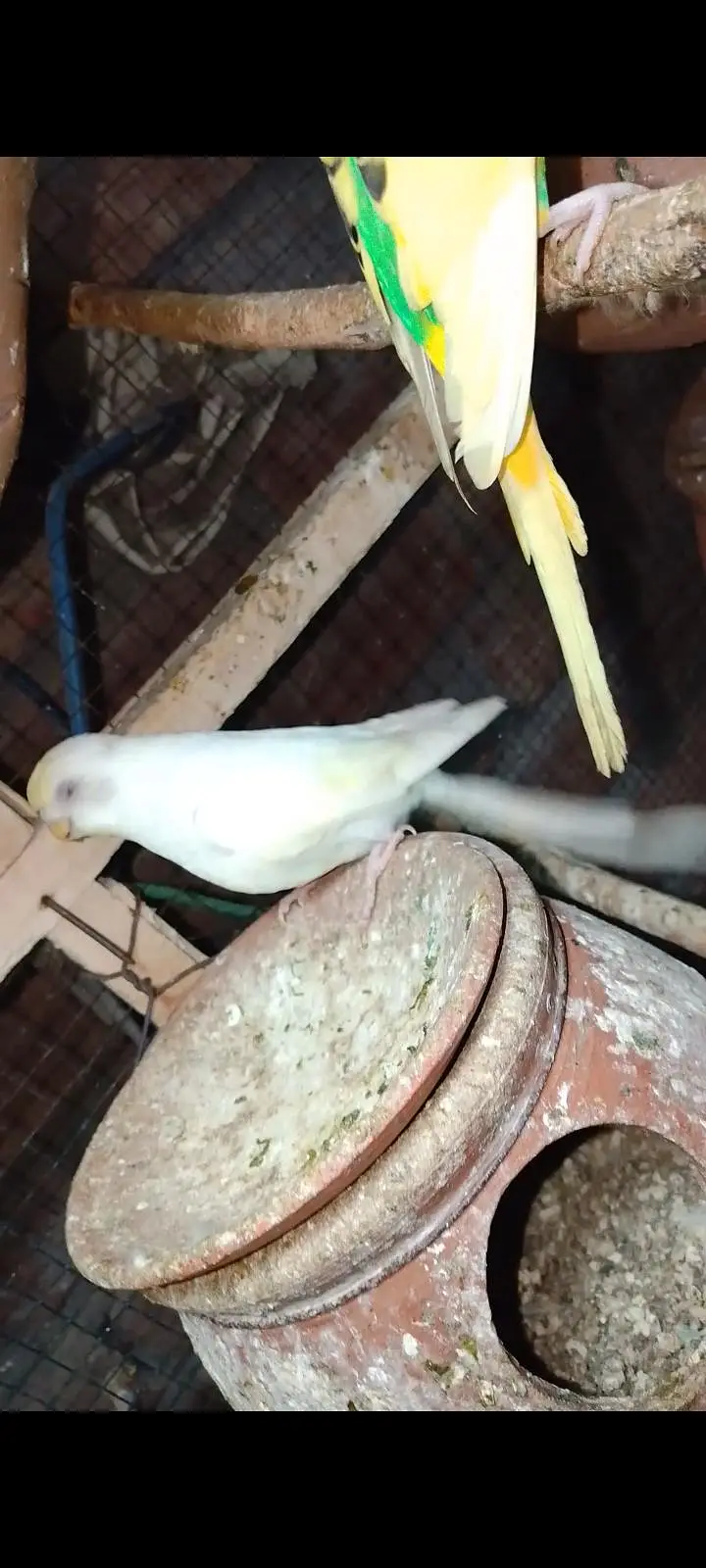 Budgies For Sale Urgent Read add and different price of All Pairs — photo 3