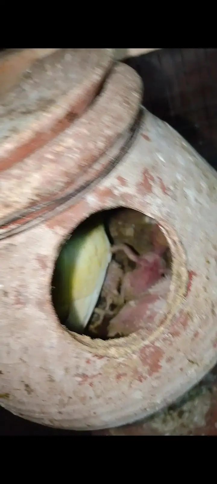 Budgies For Sale Urgent Read add and different price of All Pairs — photo 4