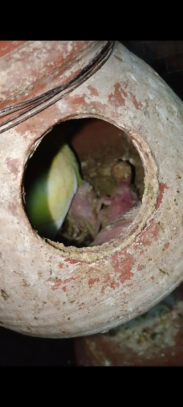 Budgies For Sale Urgent Read add and different price of All Pairs — photo 5
