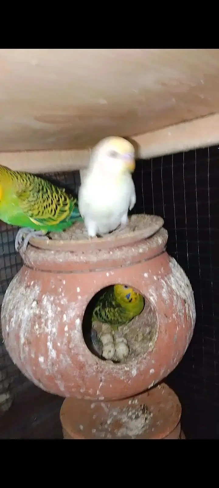 Budgies For Sale Urgent Read add and different price of All Pairs — photo 6
