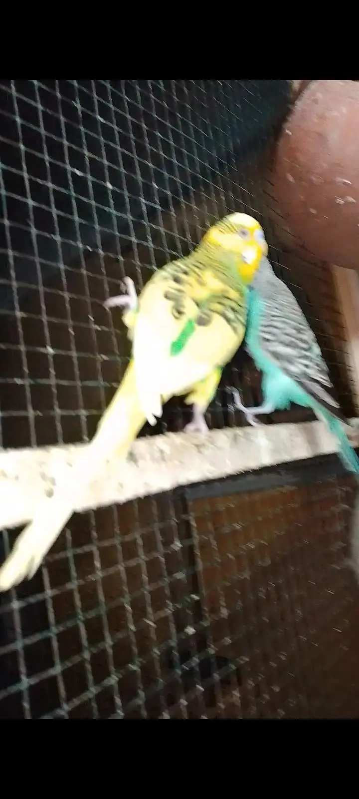 Budgies For Sale Urgent Read add and different price of All Pairs — photo 7