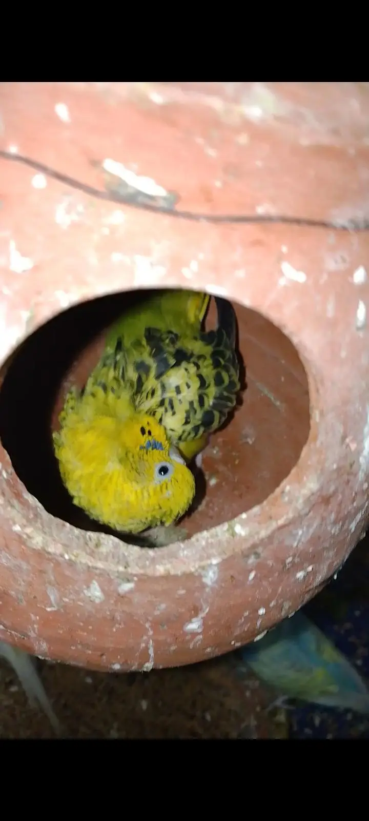 Budgies For Sale Urgent Read add and different price of All Pairs — photo 8